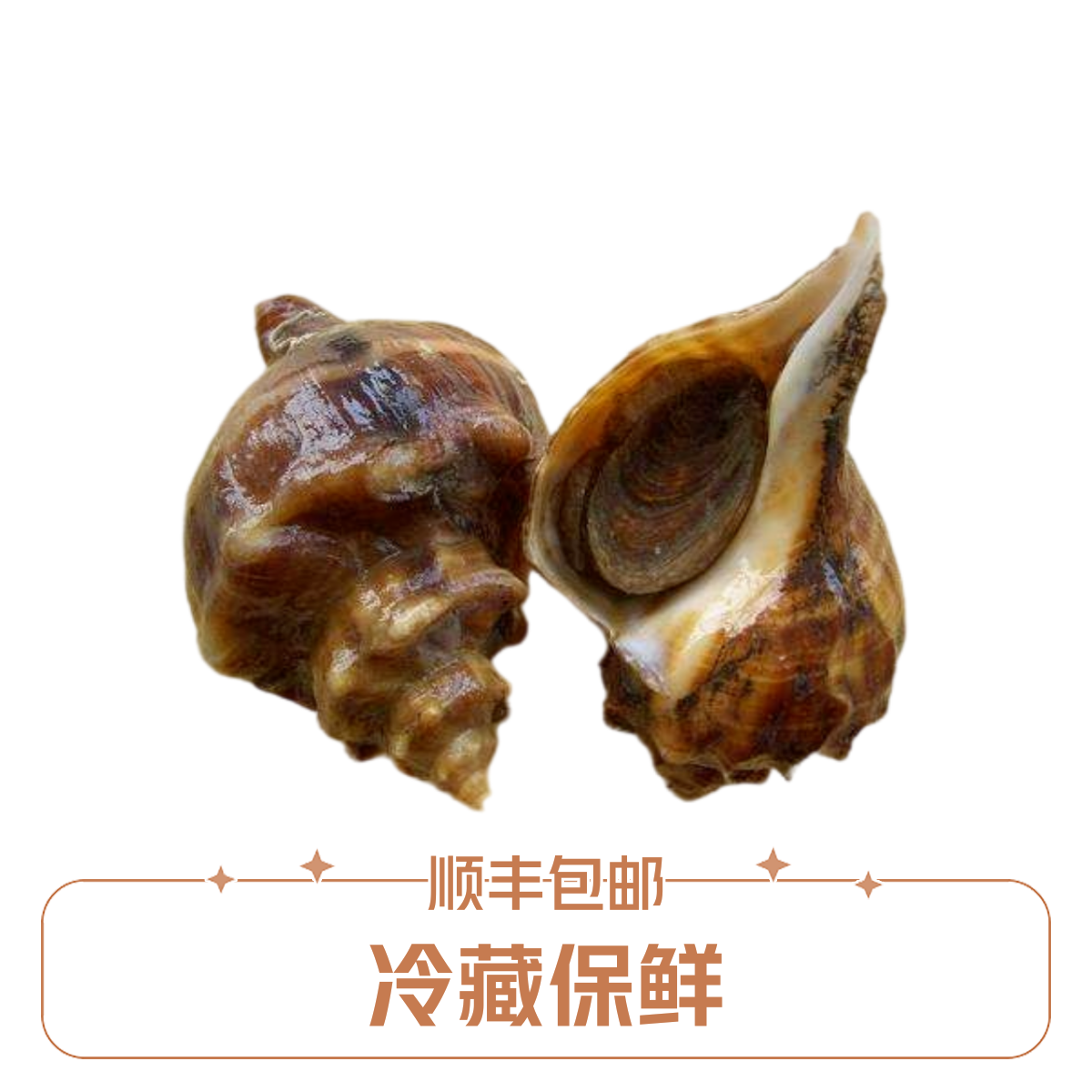 福建泉州发货鲜活大红螺  大海螺 顺丰鲜活发货省内包邮现拍现发 