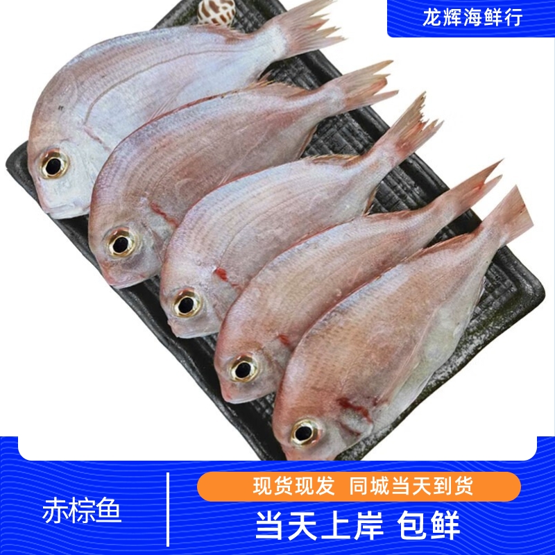 赤棕鱼 黄鳍鲷,又名黄墙,黄脚立,赤翅当天上岸