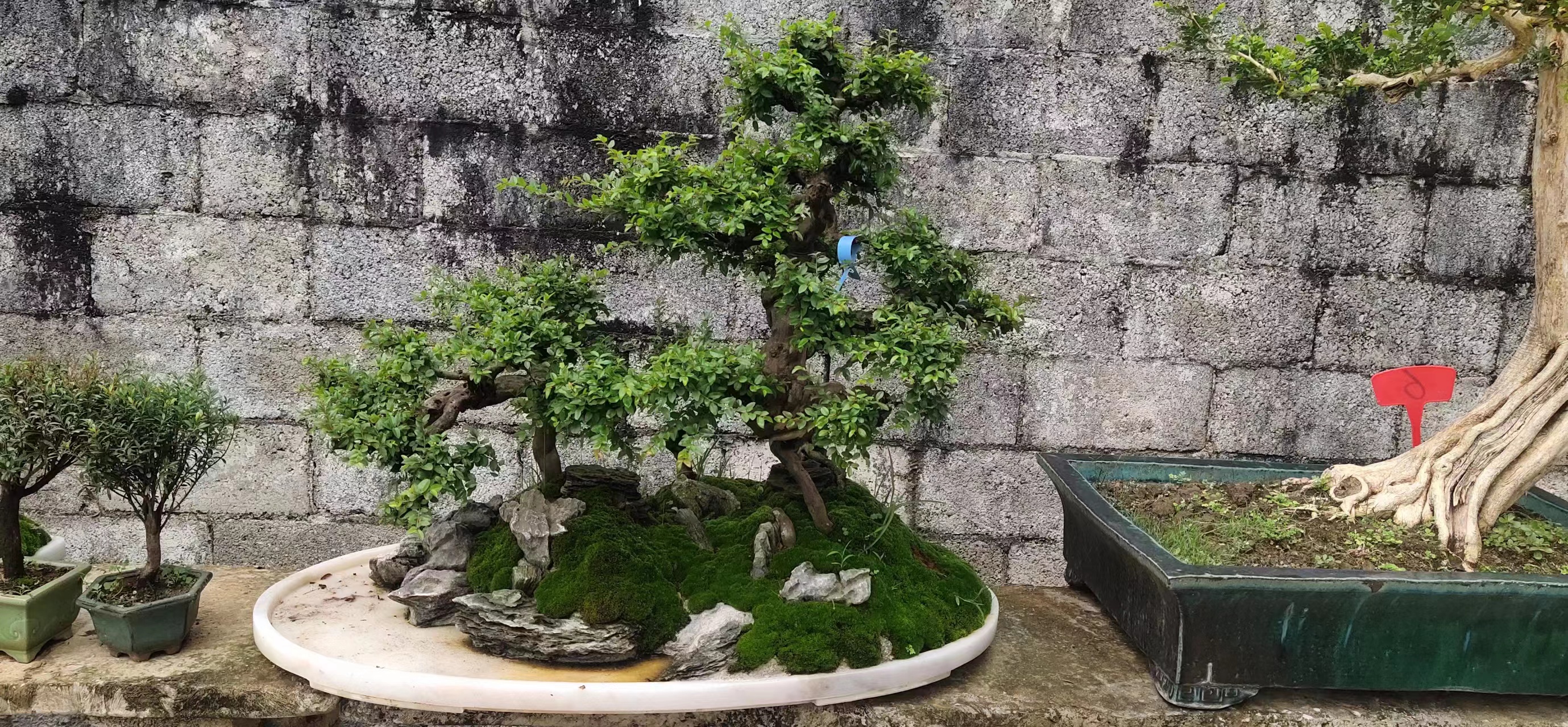 精品盆景一物一拍