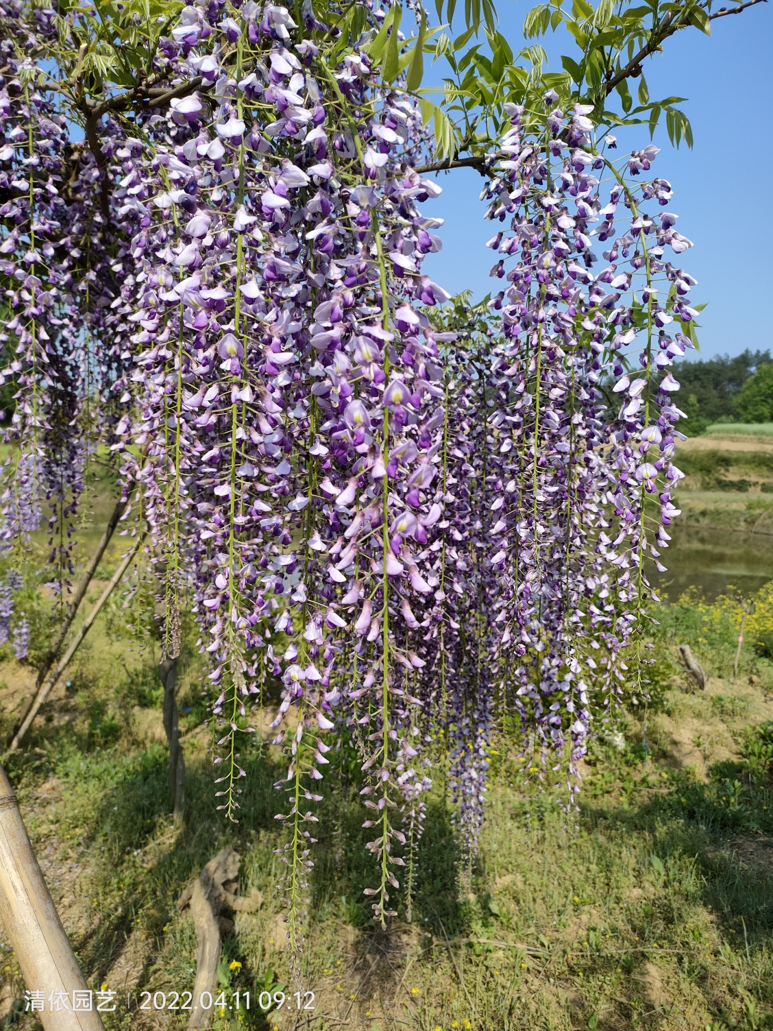 日系长穗紫藤花熊野