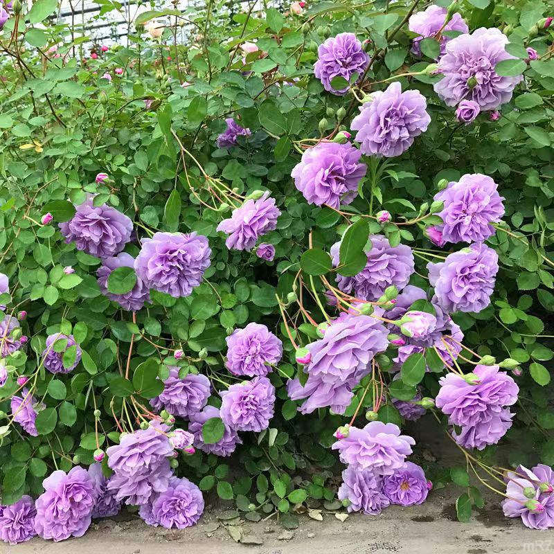 藤本月季特开花季香型大花花香大四蔷薇花苗爬藤爬藤月季阳台庭院