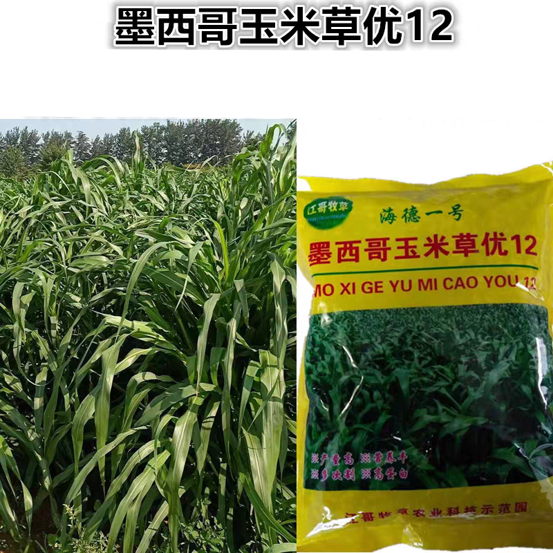 墨西哥玉米草种子蚂蚁鱼鹅牛羊牧草种子墨西哥玉米优12牧草种子