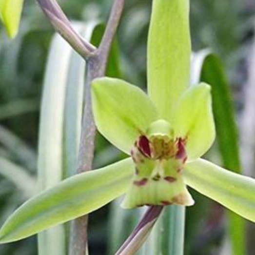 腾冲本地*绿兰（临时连接一物一拍）