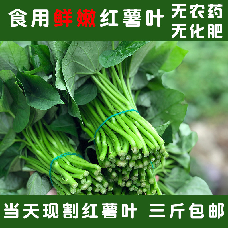 鲜红薯叶红苕叶现摘现发种苗无药红薯叶食用番薯苗地瓜叶新鲜蔬菜