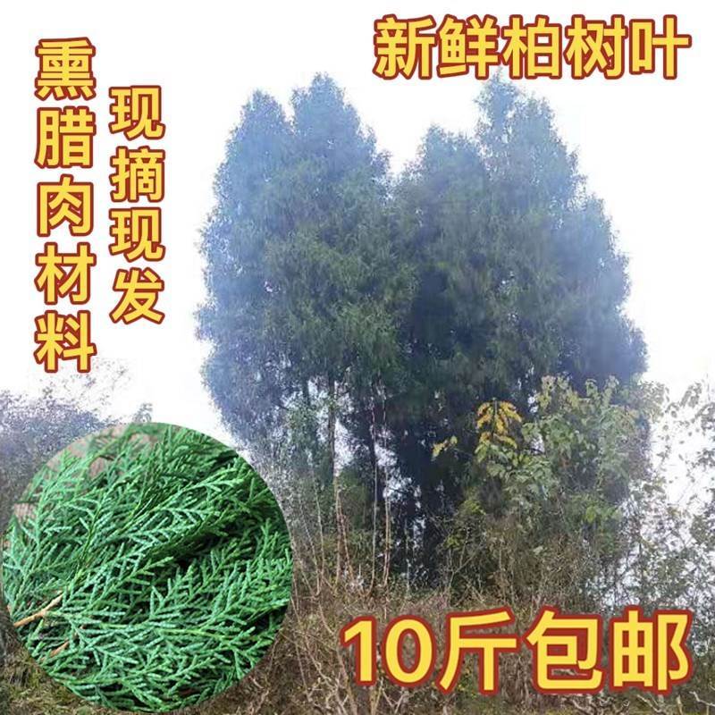 熏腊肉用柏树柏枝柏丫现摘松材柏叶侧柏鲜扁叶新洗发泡肉酒熏专料