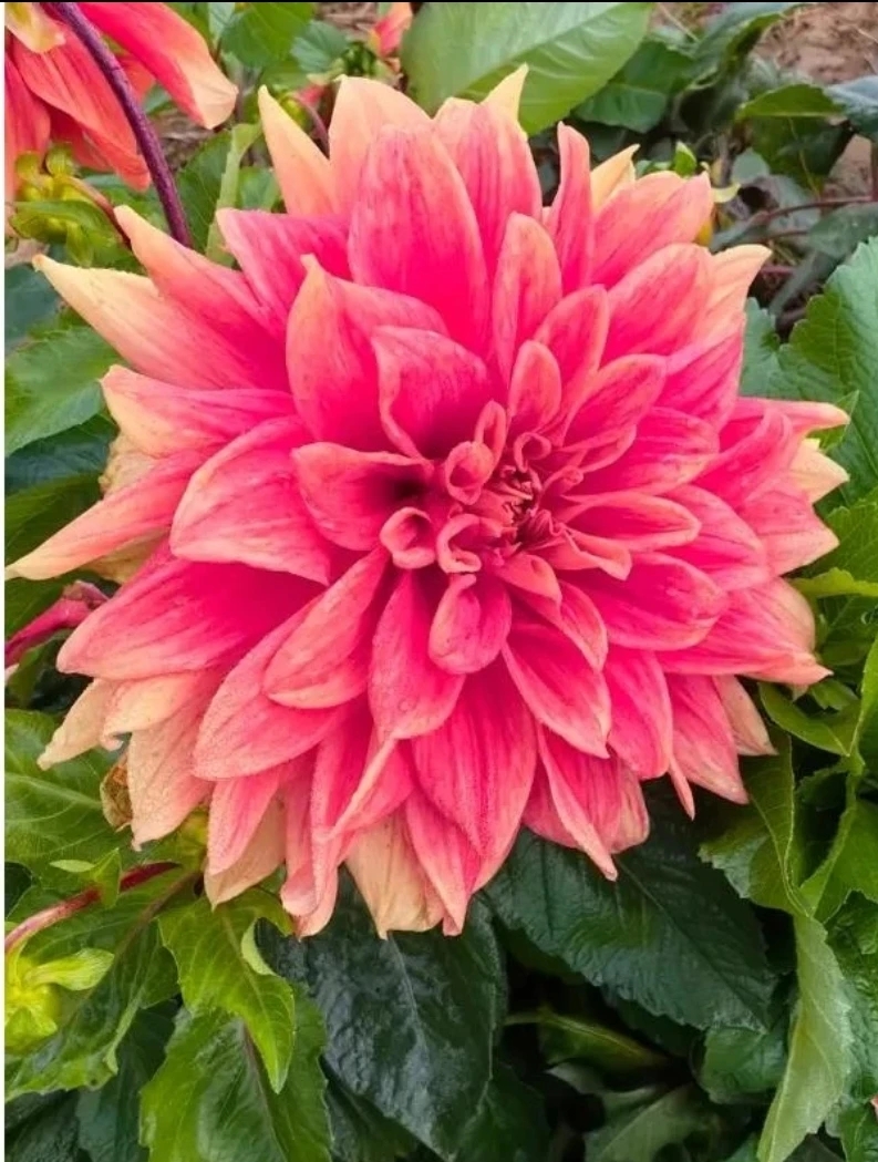 【整坨发货大花型】高品质大丽花种球