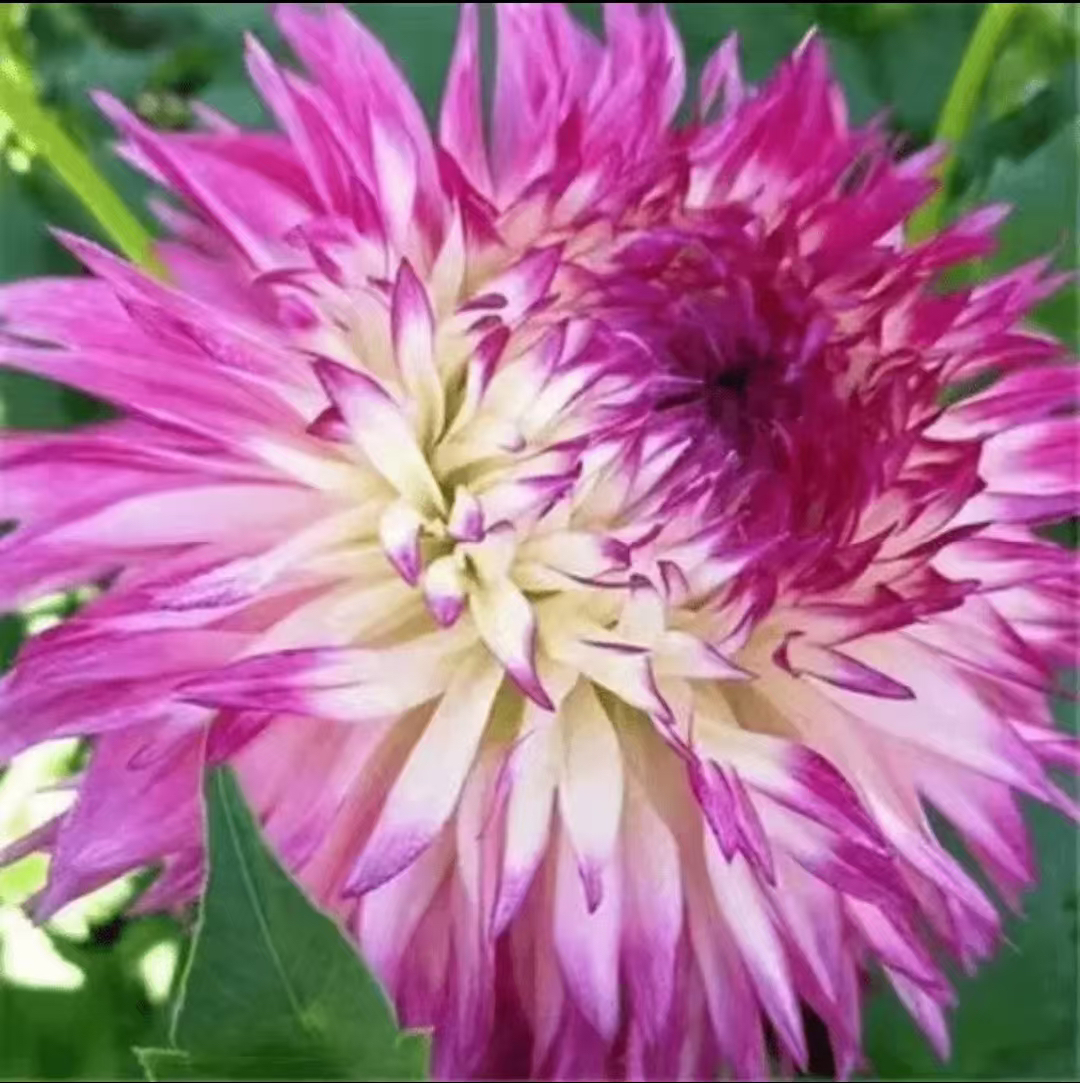 【正坨发货】进口重瓣大丽花