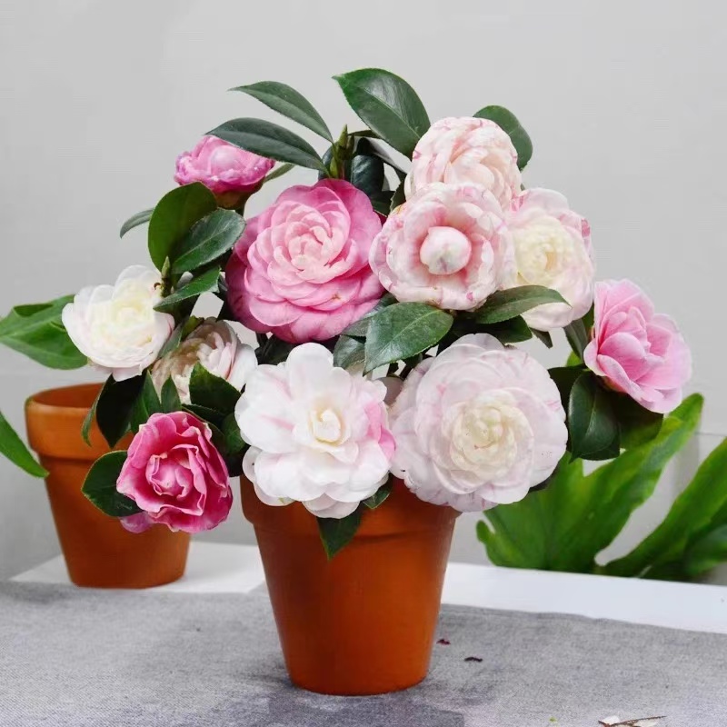 七仙女山茶花盆栽地栽阳台庭院造型花园