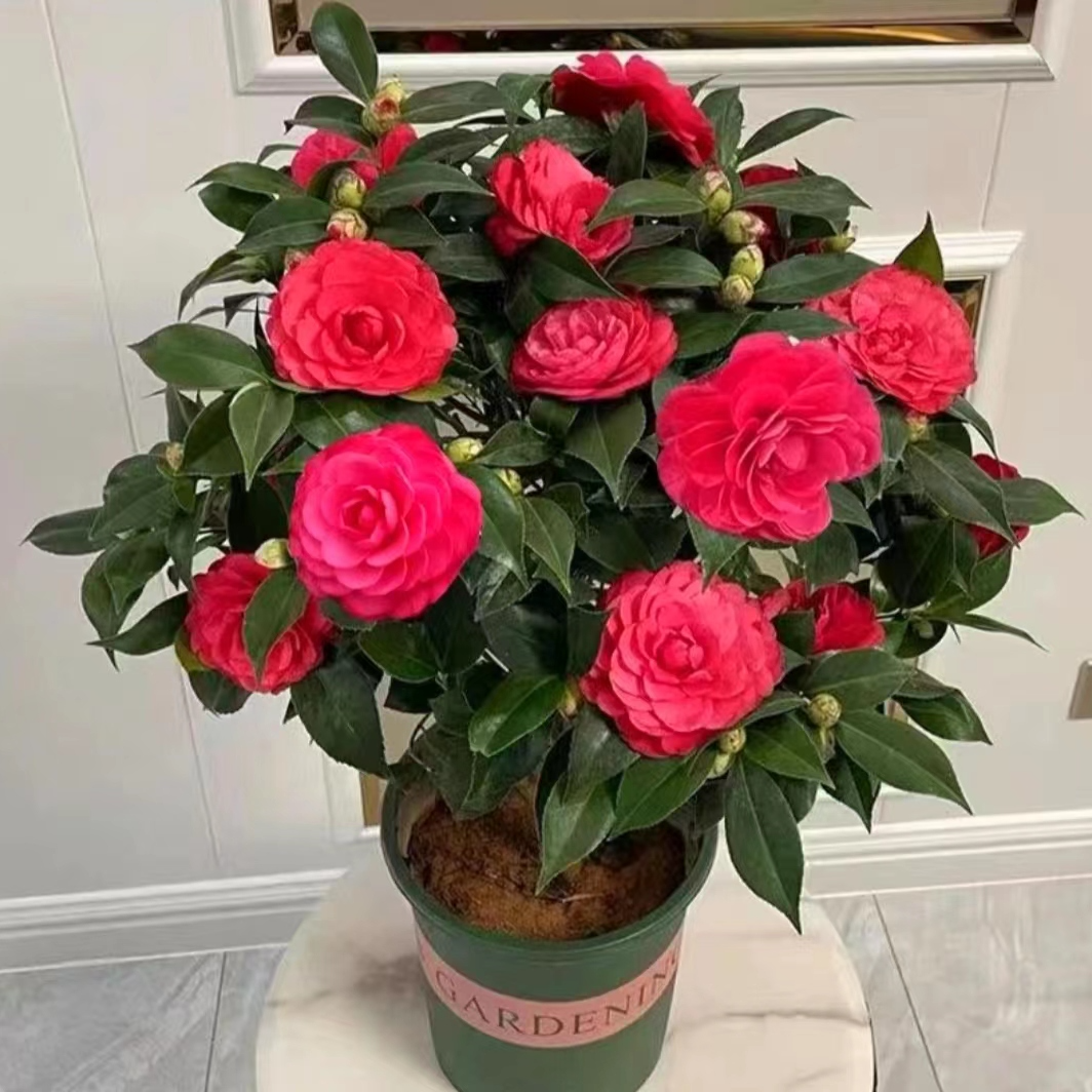 红赤丹山茶花盆栽地栽阳台庭院造型花园