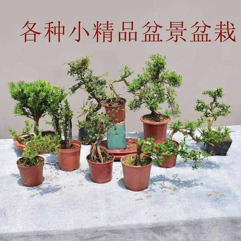 直播一物一拍      小微盆景   请勿随意下单