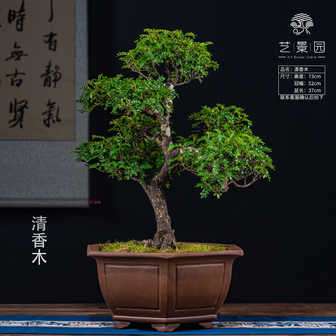 【艺景园】通用链接一物一拍精品盆景 980 以直播间截图为准