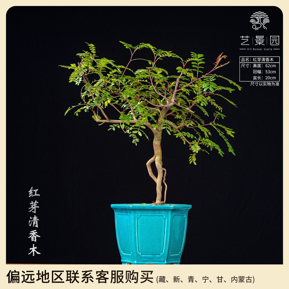【艺景园】通用链接一物一拍精品盆景 680 以直播间截图为准