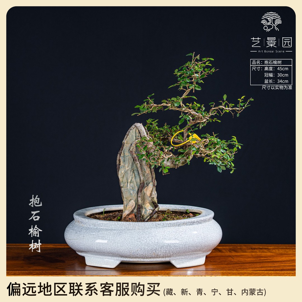 【艺景园】通用链接一物一拍精品盆景298 以直播间截图为准