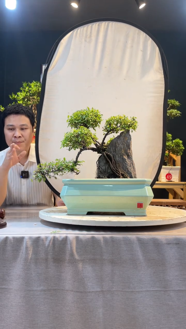 【闪购商品】盆景抱石雀梅