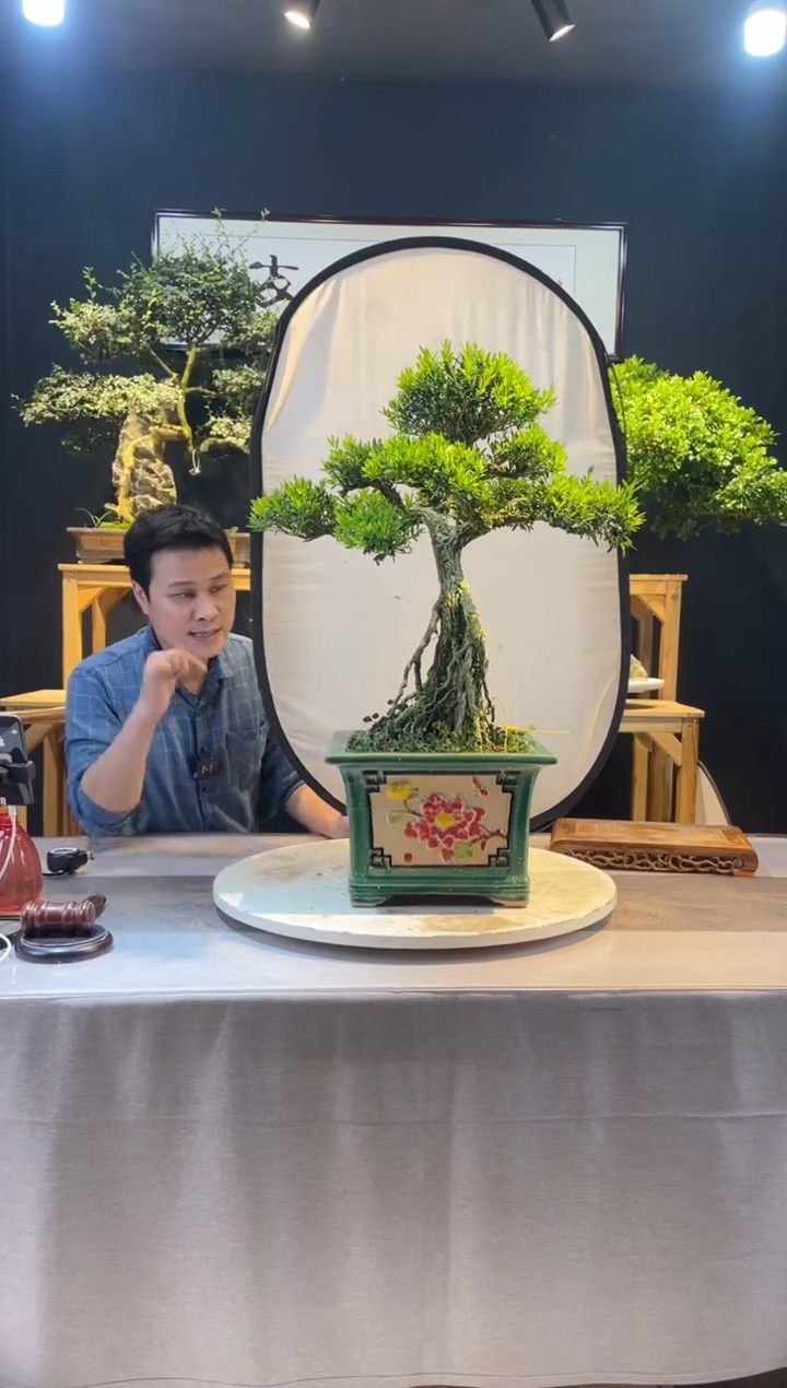 【闪购商品】盆景皱皮黄杨