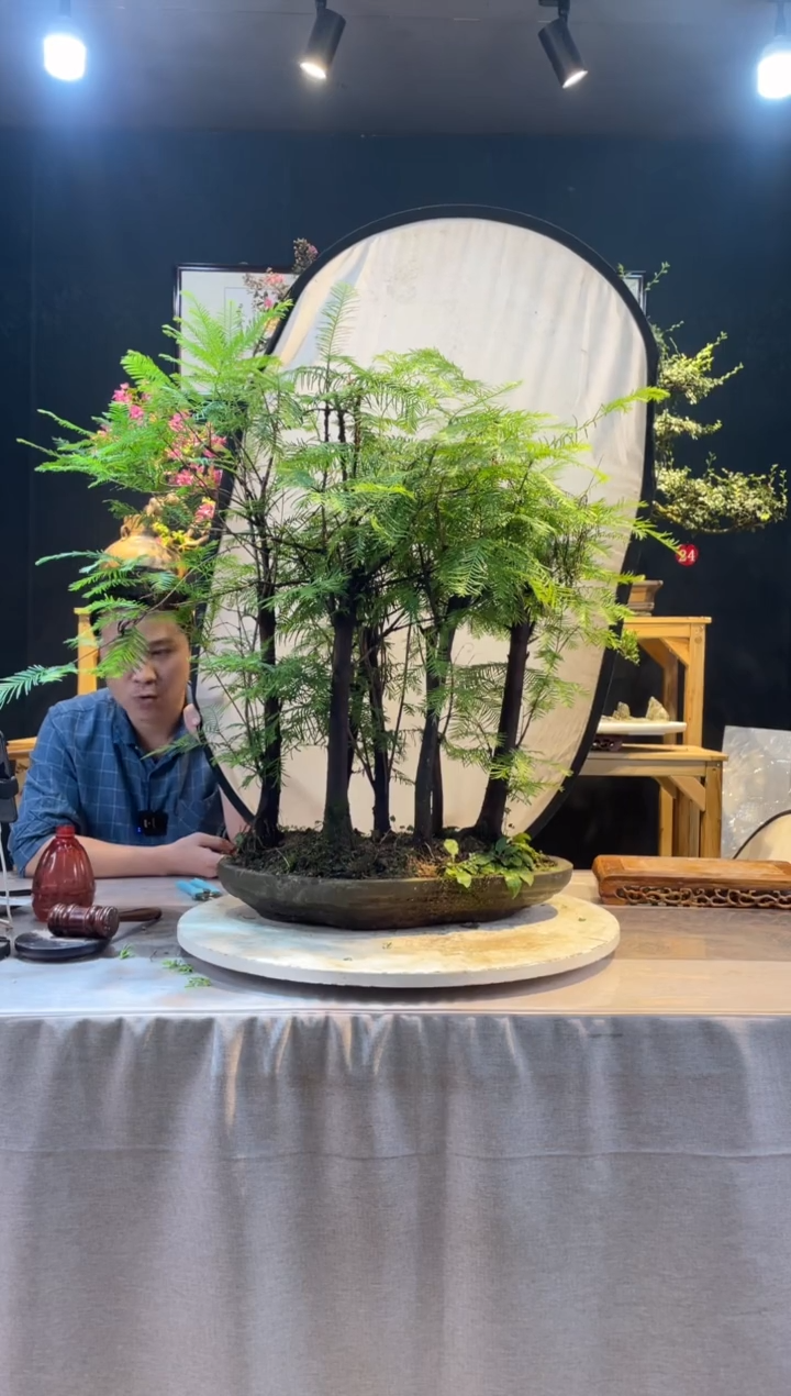 【闪购商品】盆景水杉