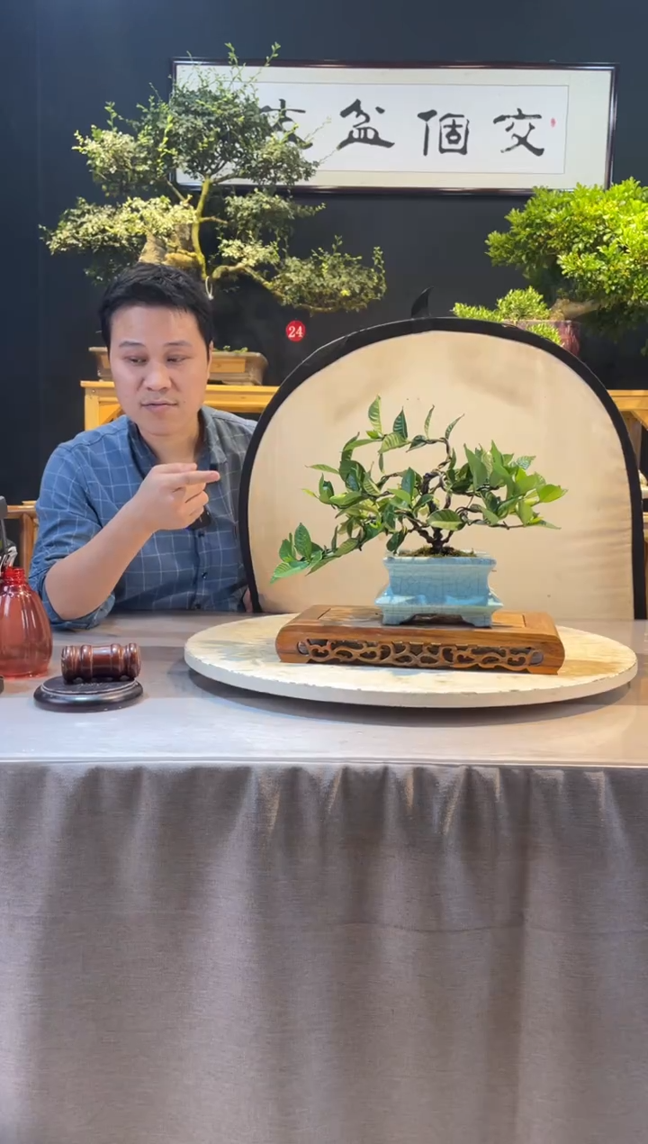 【闪购商品】盆景法莲栀子花