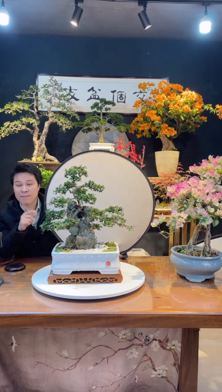 【闪购商品】盆景福建茶