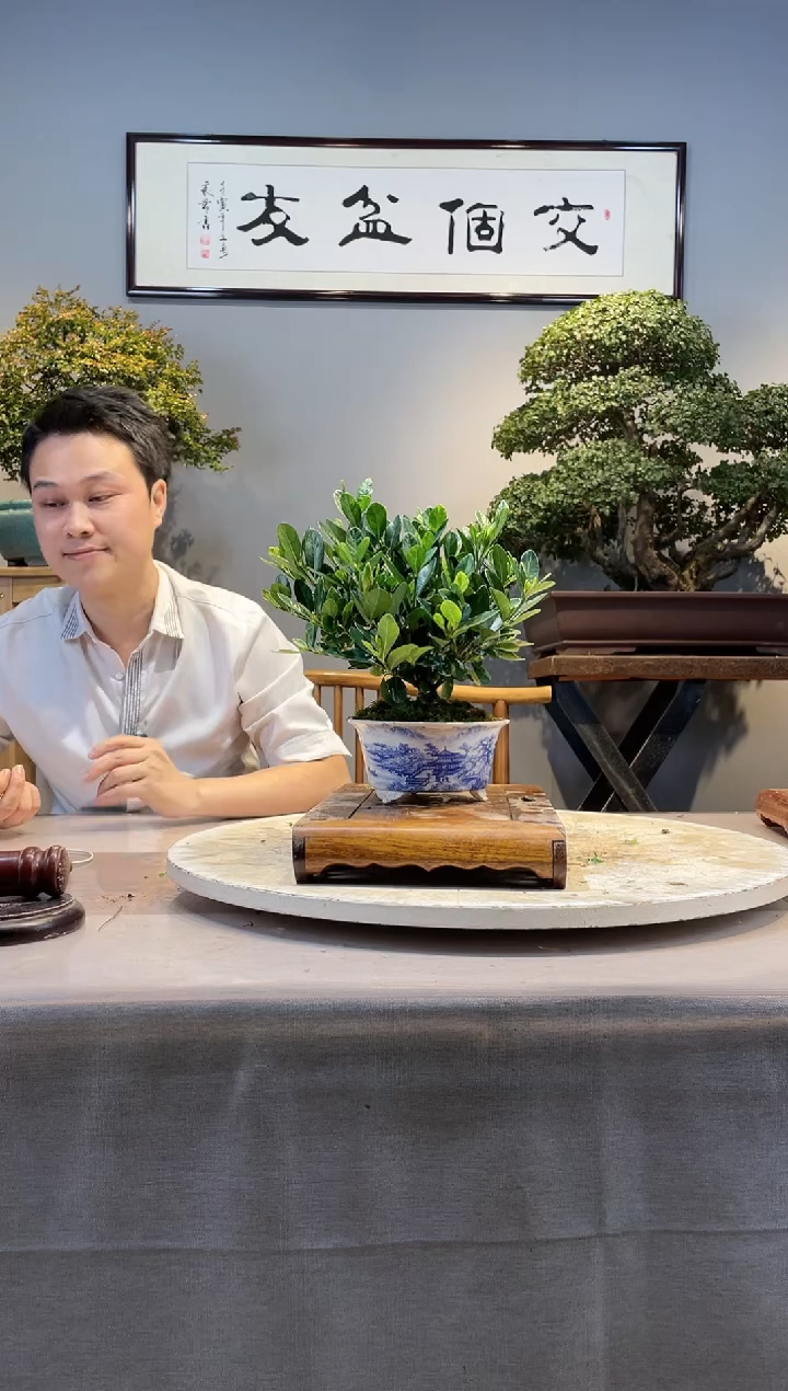 【闪购商品】盆景斑云栀子花