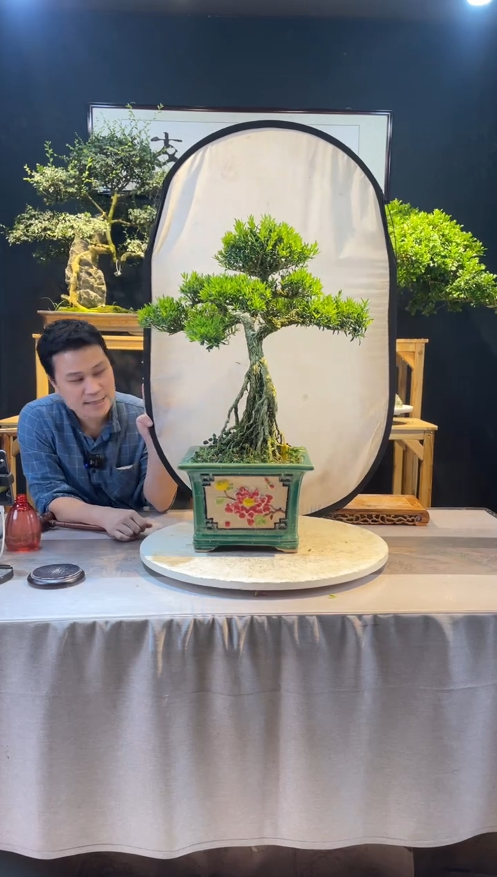 【闪购商品】盆景皱皮黄杨