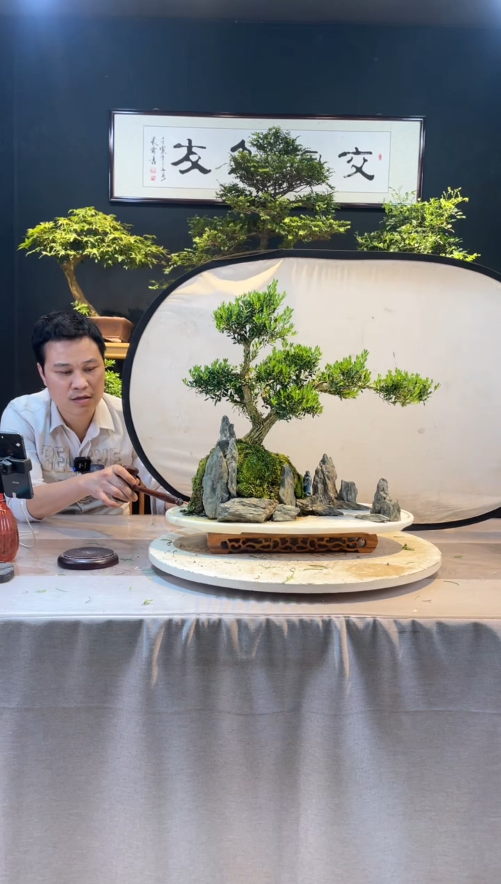 【闪购商品】盆景皱皮黄杨