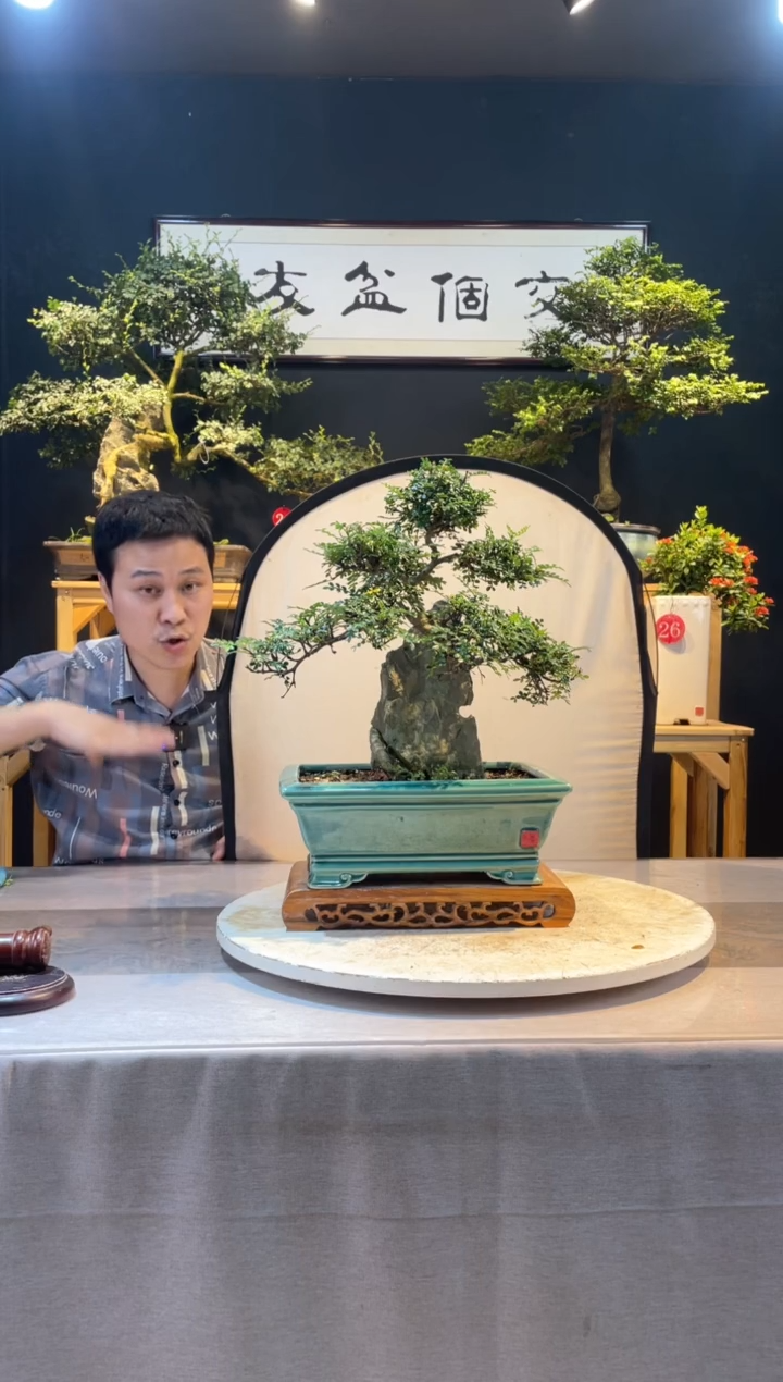 【闪购商品】盆景胡椒木