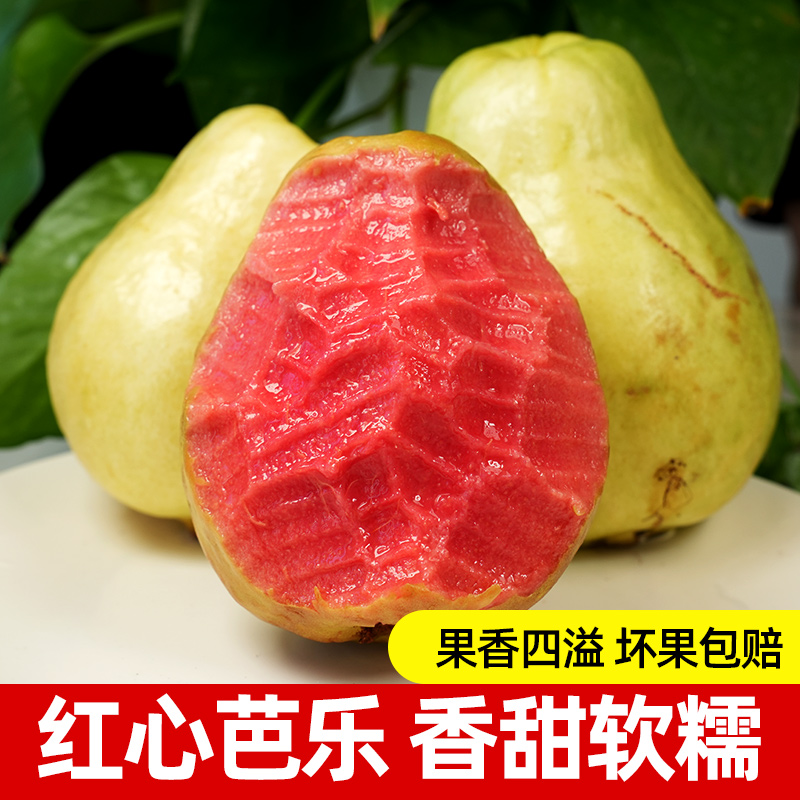 福建土芭乐新鲜红心软芭乐红肉芭乐番石榴树上熟水果现采现摘