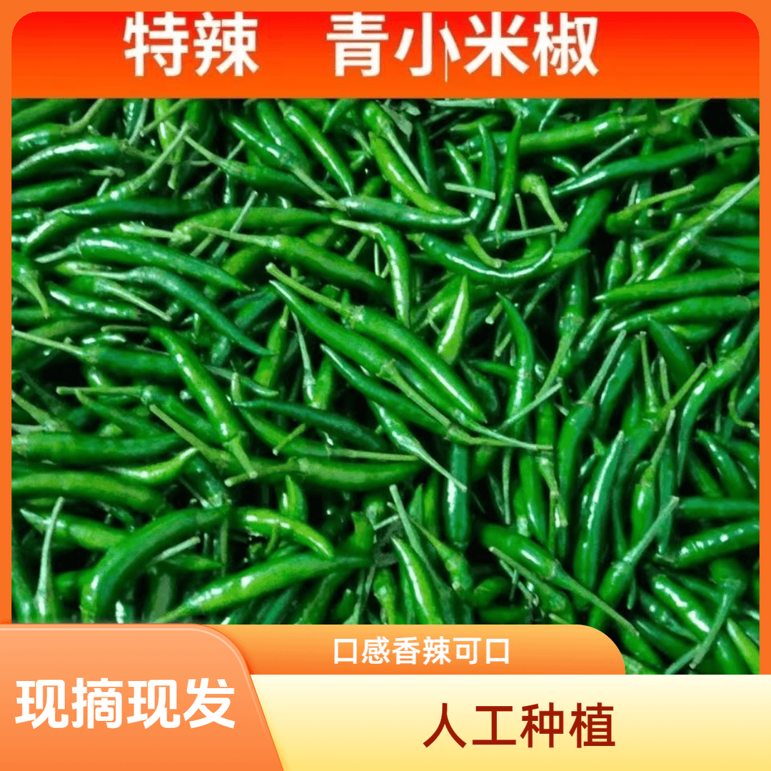 正宗青小尖椒剁椒青米椒特辣现摘特色农家蔬菜特色蔬菜产地辣椒