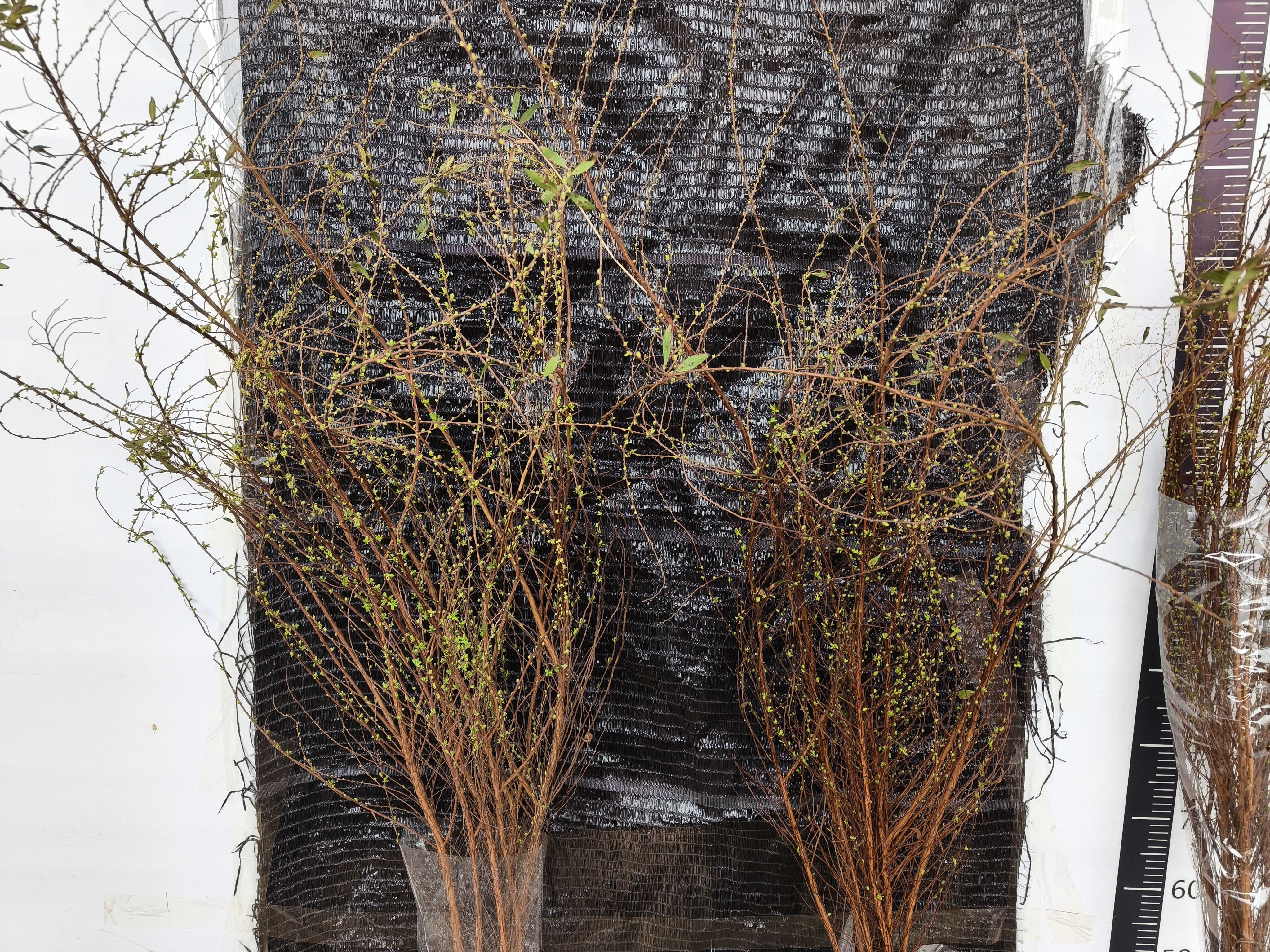 出口品质干支雪柳