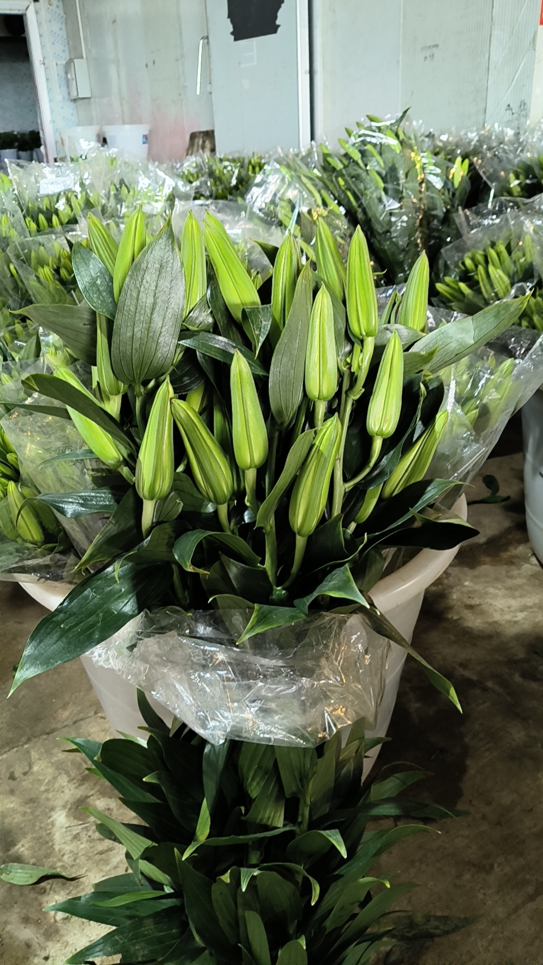 芮楠花卉AB级百合