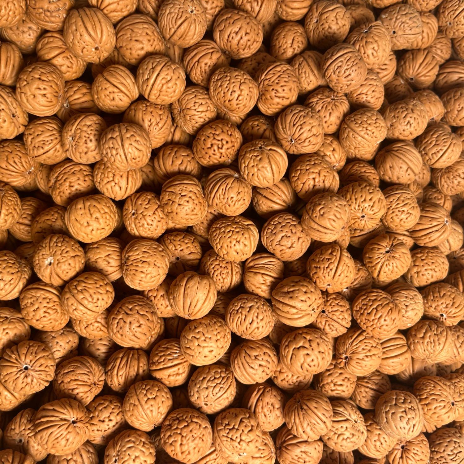 野生桃核脑纹矮桩磨盘苹果龙鳞散籽