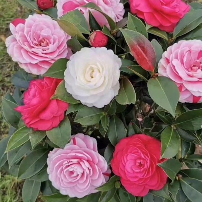 五色赤丹山茶花（不包成活）介意勿拍