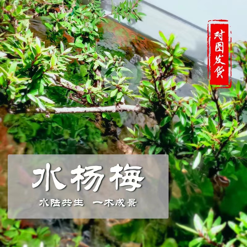 水杨梅一木成景鱼缸造景装饰造型绿植易活（懒人必备）美观精选土培
