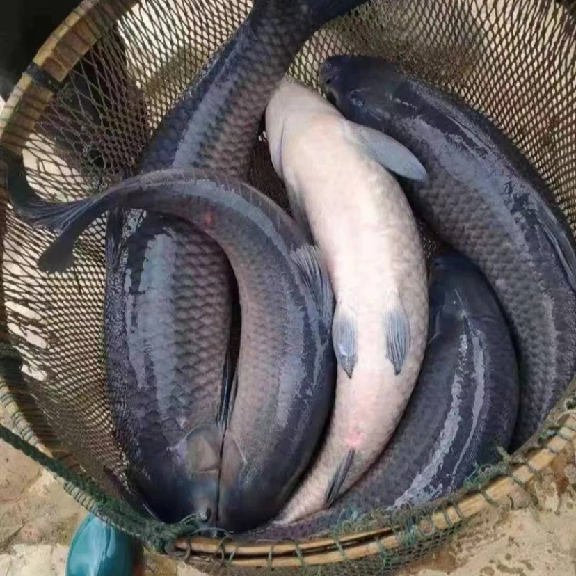 （按斤称） 渔场直发   青鱼   10-20g   生态养殖