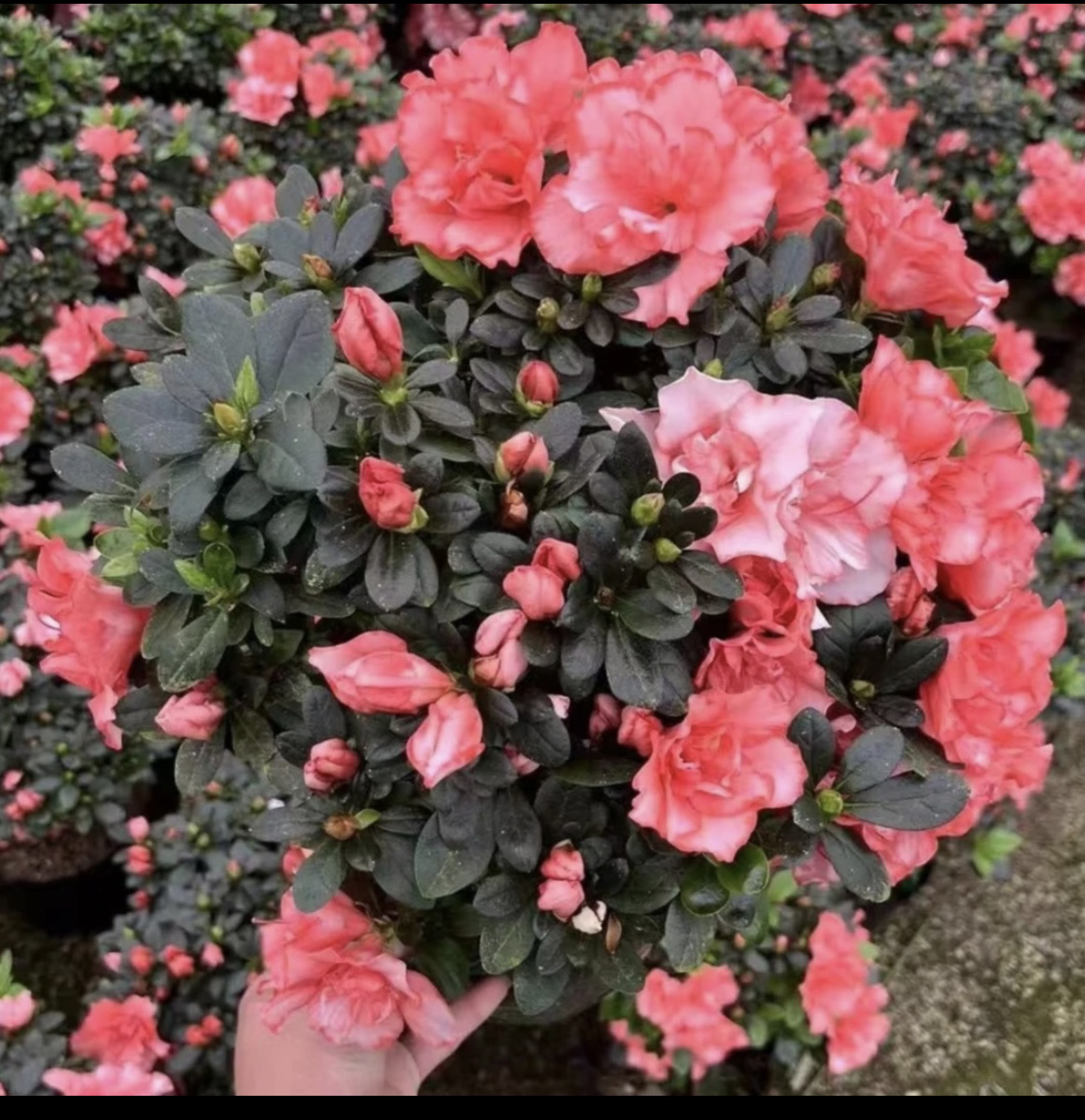 精品樱桃红杜鹃花盆栽花一年四季开室内外可养护好养易活七彩花卉