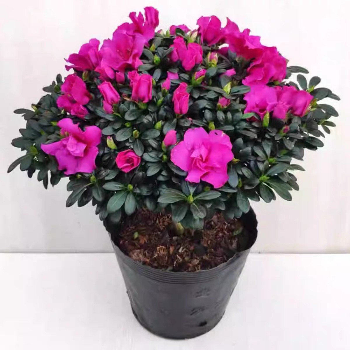 稀有紫色杜鹃花盆栽四季开花植物绿植