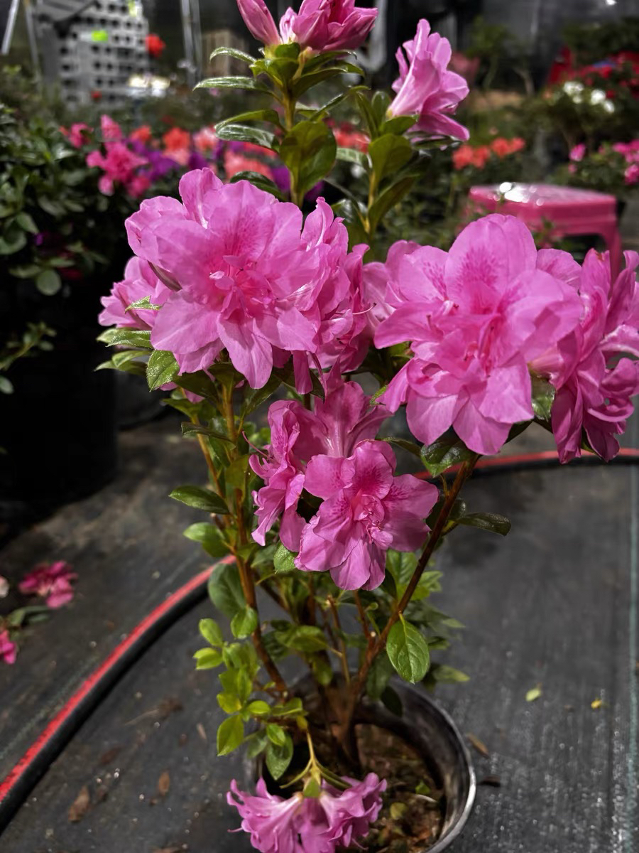 康乃馨杜鹃花木槿花美国盆栽西洋杜鹃品种四季开花带花苞开花机器