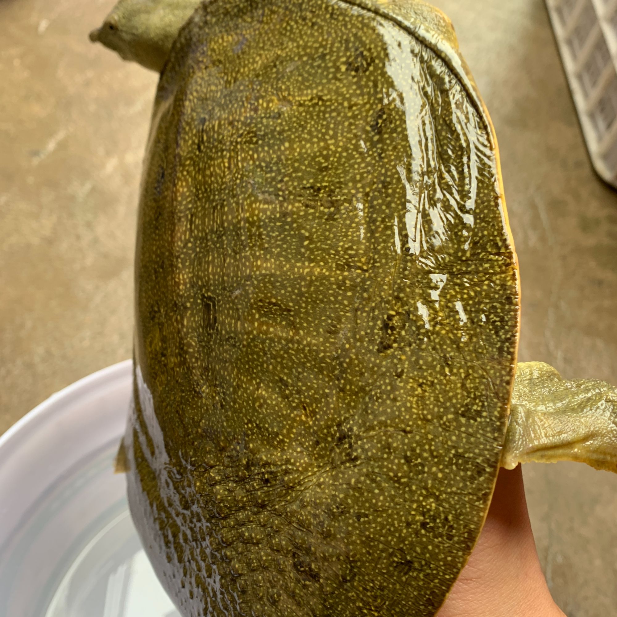 固元甲直播间现改价福利微瑕公鱼