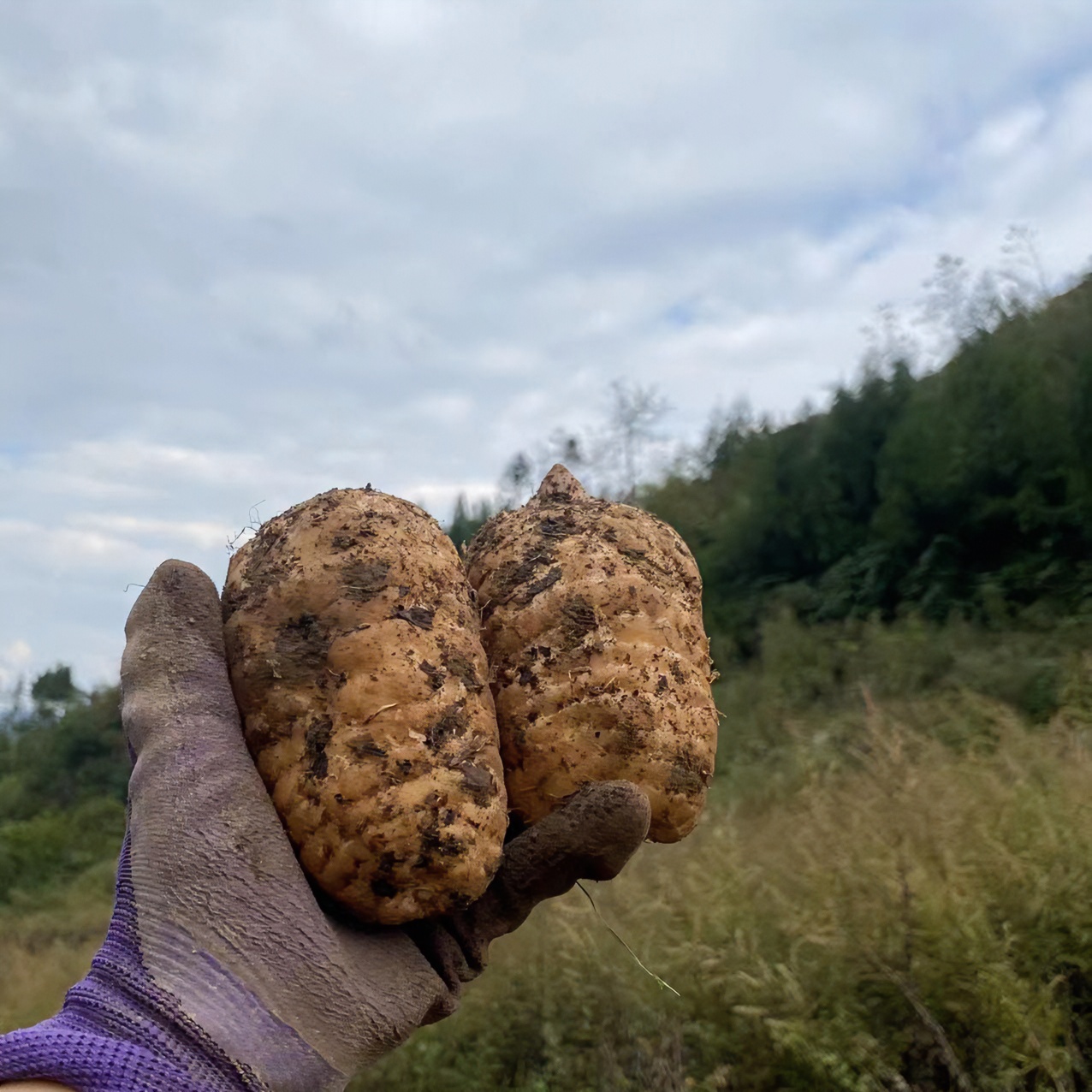 云南昭通小草坝新鲜乌天麻1斤3斤5斤包邮