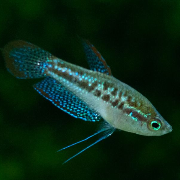印尼进口叩叩鱼一尾1.5cm（不包损）