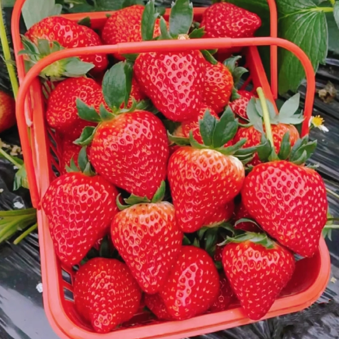 草莓手提篮一篮1.5斤  莓开眼笑好好吃
