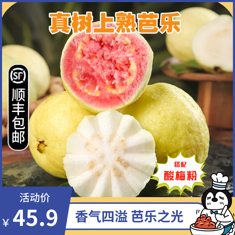 真树上熟芭乐精品4.7-5斤装现摘现发顺丰包邮正宗