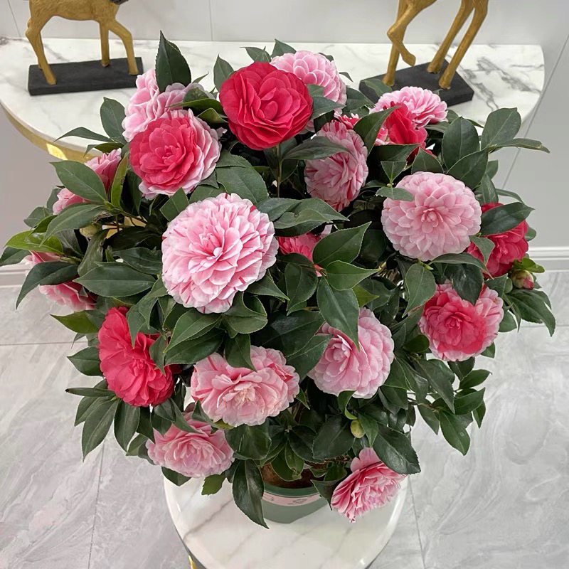 加大加高70cm-90cm多色茶花树 四季常青带花苞盆栽耐寒好养庭院