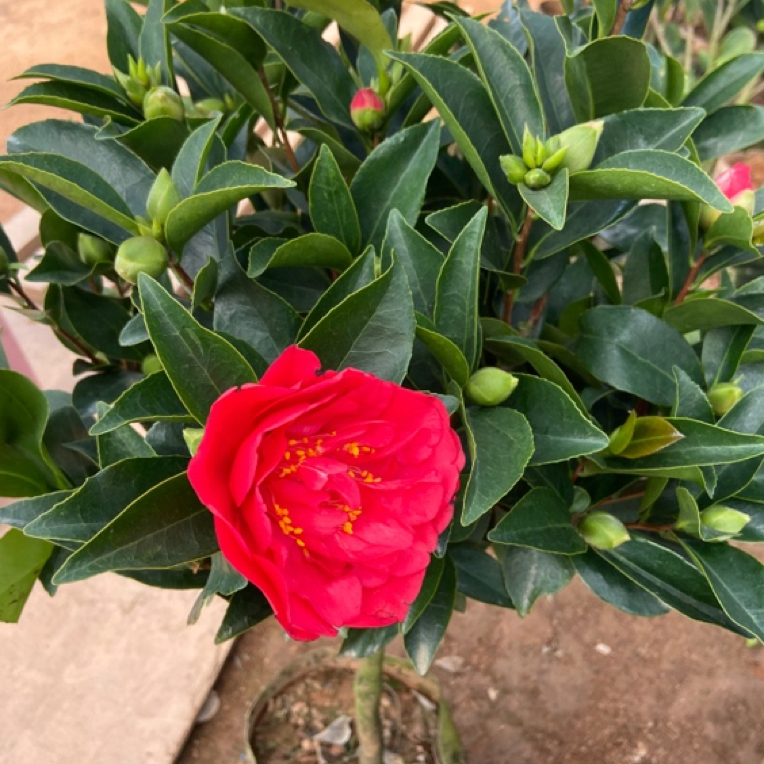 四季七心茶花 四季茶花 带花苞山茶花大红大花树苗室内室外开花