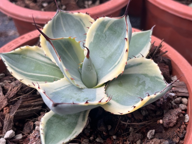 福克斯明锦冰激凌勺子植物潮流风