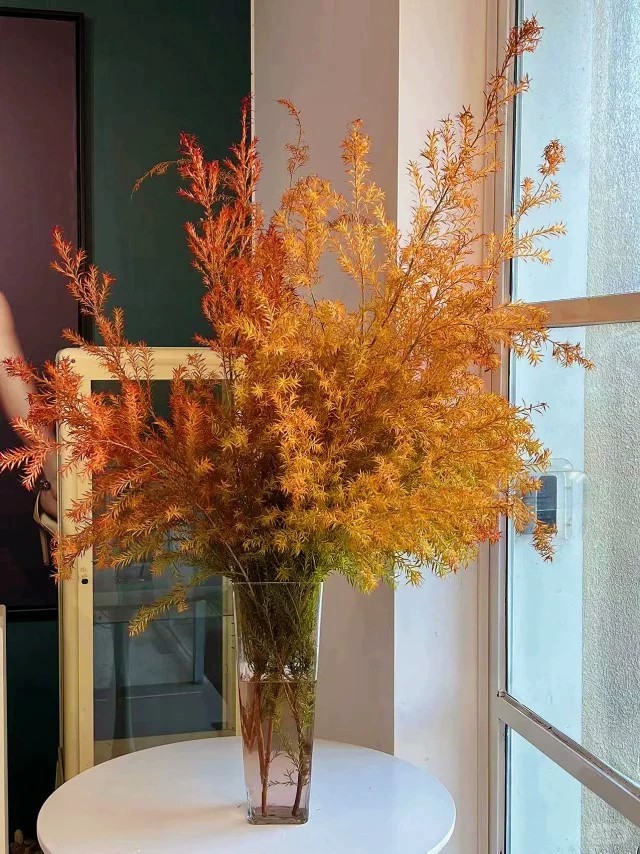 千层金鲜花切枝条花期超长水养家用办公艺术插花云南直发