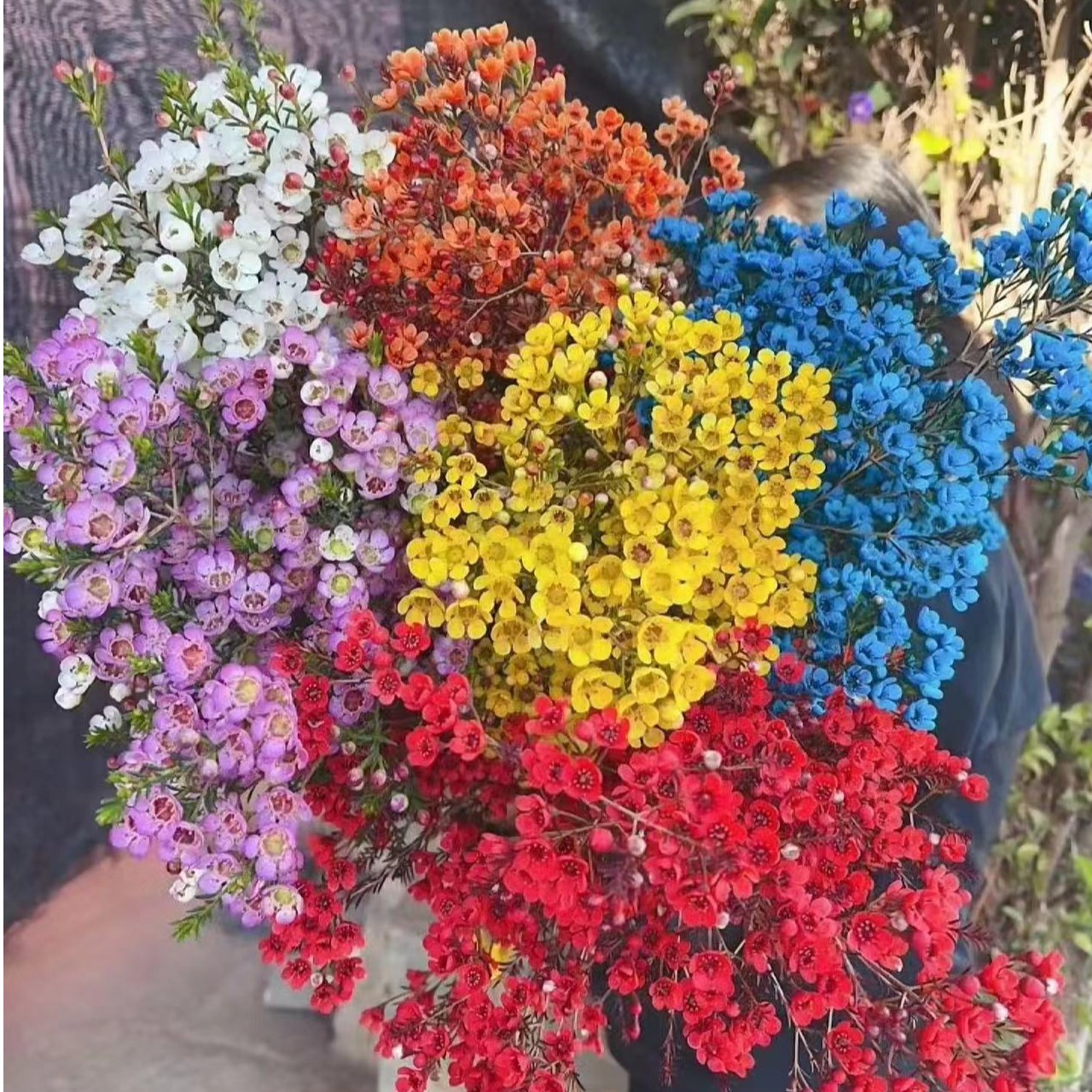 不指定颜色发货[A级澳洲腊梅高品质]年宵花发3束4束包邮到家