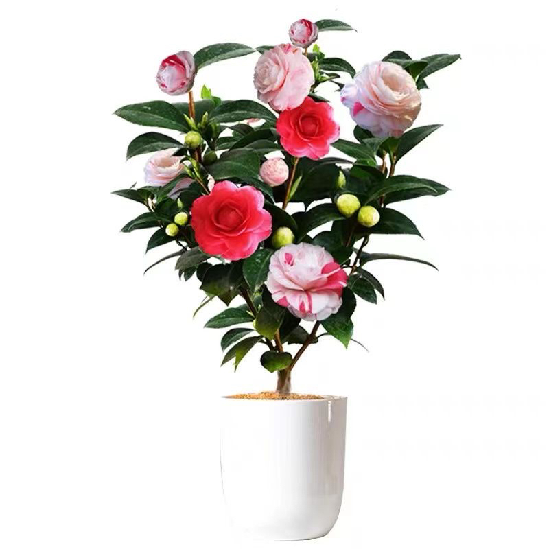 十八学士茶花开花多色白底十八