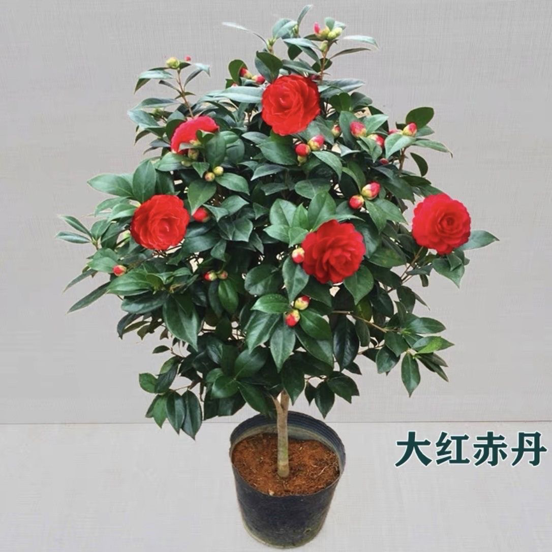 四季常青红赤丹茶花大红色重瓣大花六角
