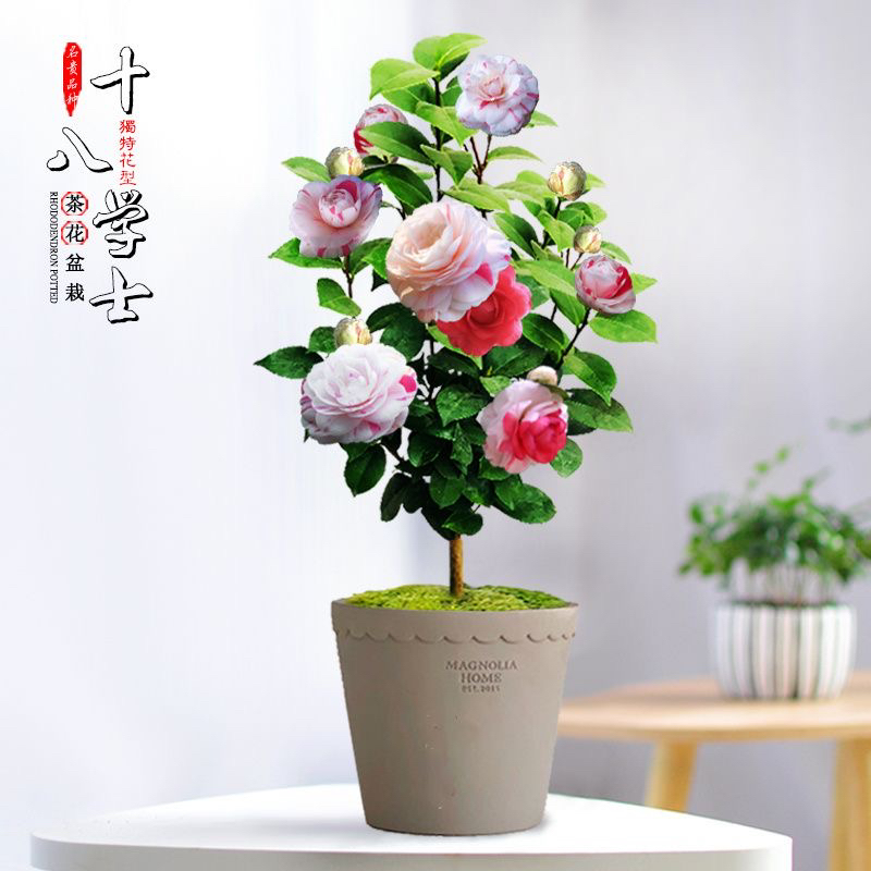 十八学士茶花开花多色白底十八